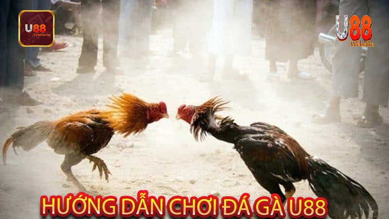 Hướng dẫn chơi đá gà U88