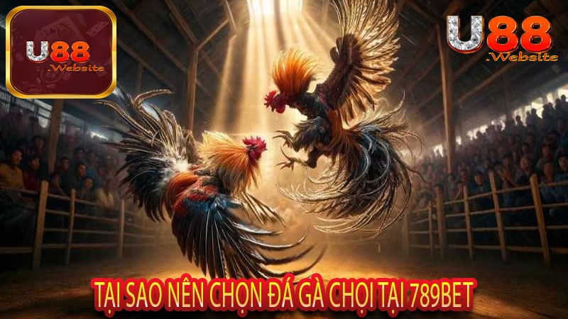 Tại Sao Nên chọn Đá Gà Chọi Tại 789Bet